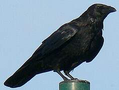 Carrion Crow