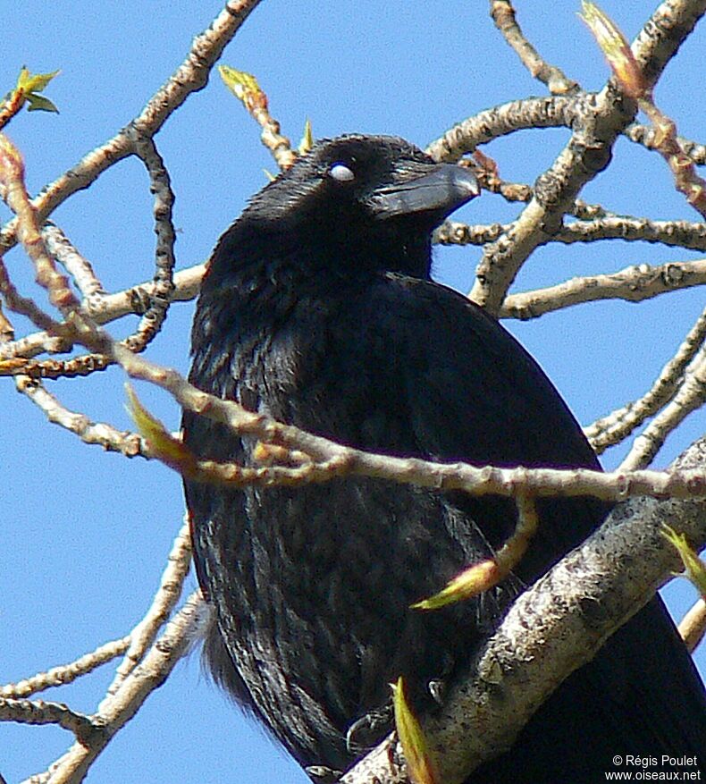 Corneille noire