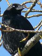 Carrion Crow