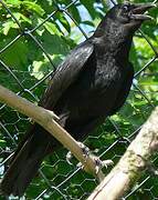 Carrion Crow