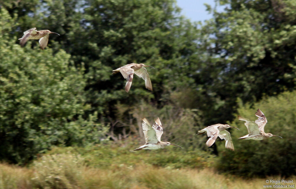 Eurasian Curlew, Flight