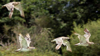 Eurasian Curlew