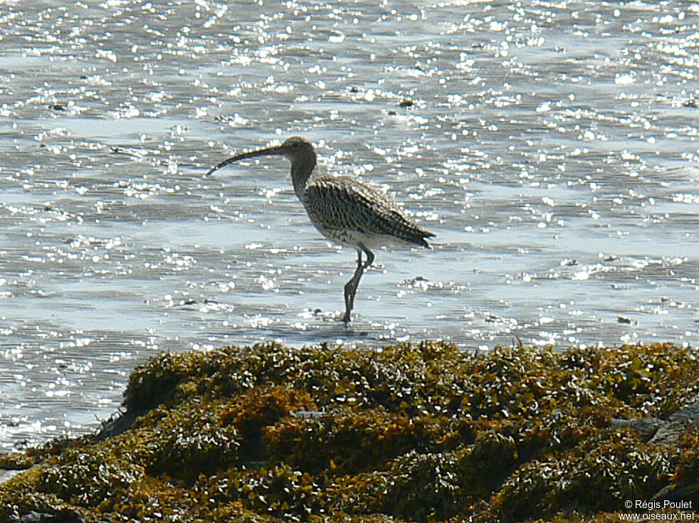 Eurasian Curlew