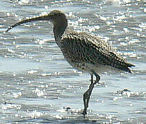 Eurasian Curlew