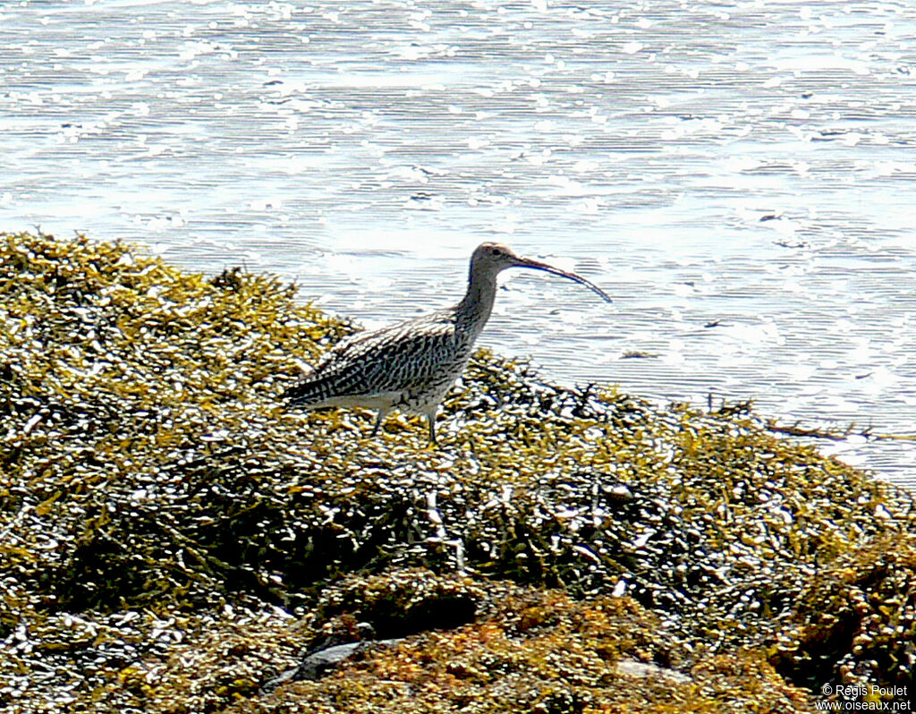 Eurasian Curlew