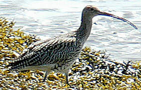 Eurasian Curlew