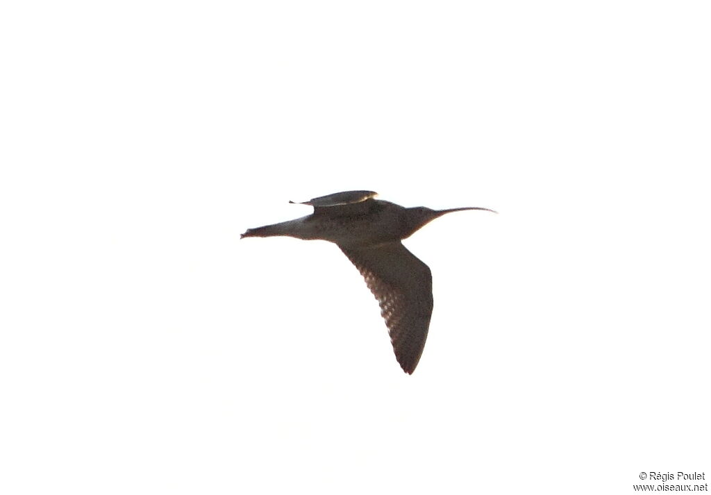 Eurasian Curlew, Flight