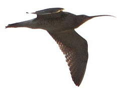 Eurasian Curlew