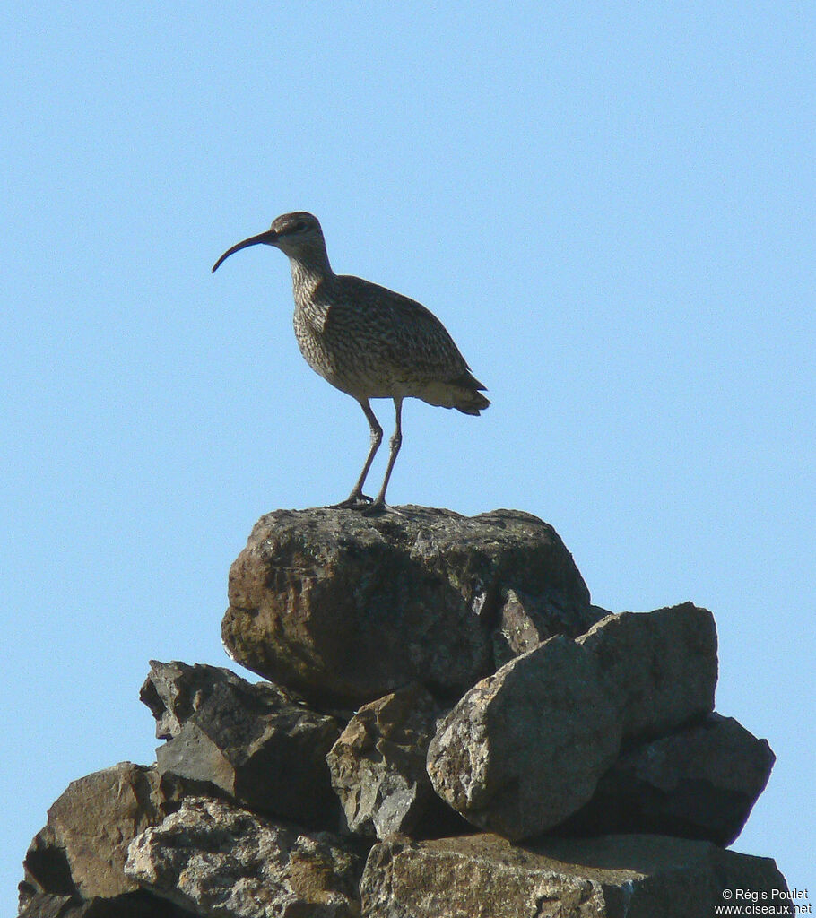 Eurasian Whimbreladult breeding