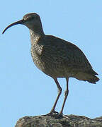 Eurasian Whimbrel