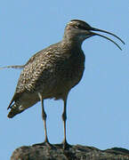 Eurasian Whimbrel