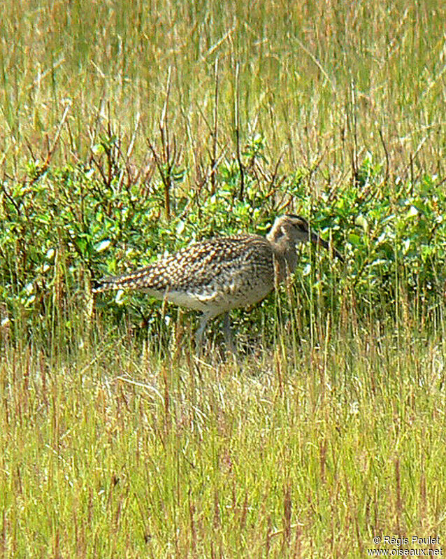 Eurasian Whimbreladult