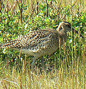 Whimbrel