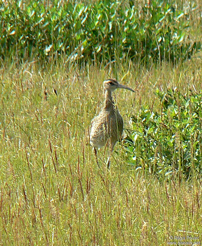 Whimbreladult