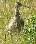 Eurasian Whimbrel