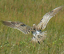 Eurasian Whimbrel