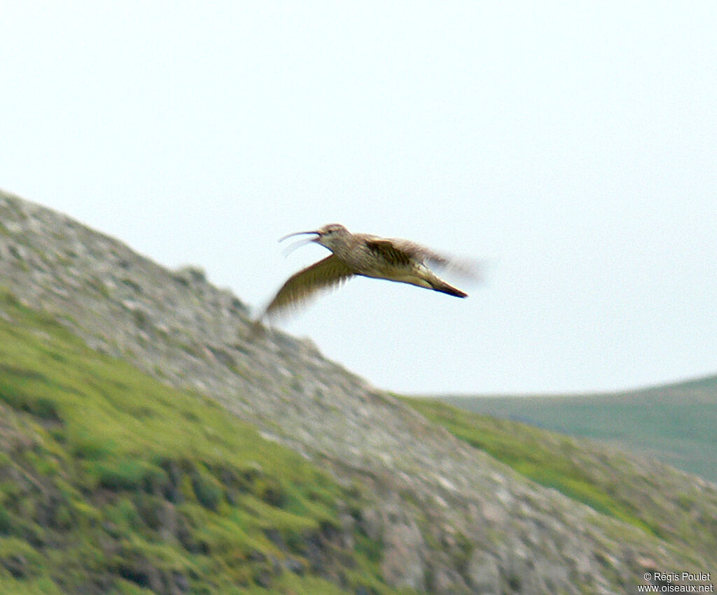 Whimbrel