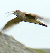 Eurasian Whimbrel