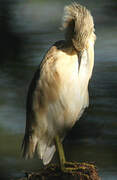 Squacco Heron