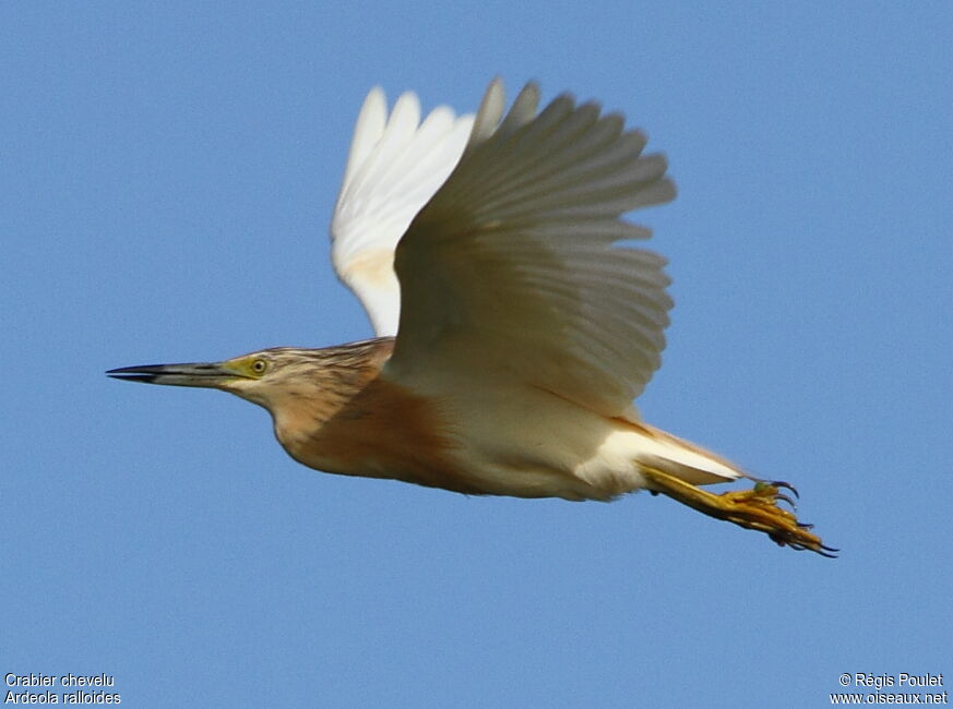 Squacco Heron, Flight