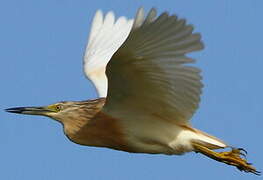 Squacco Heron