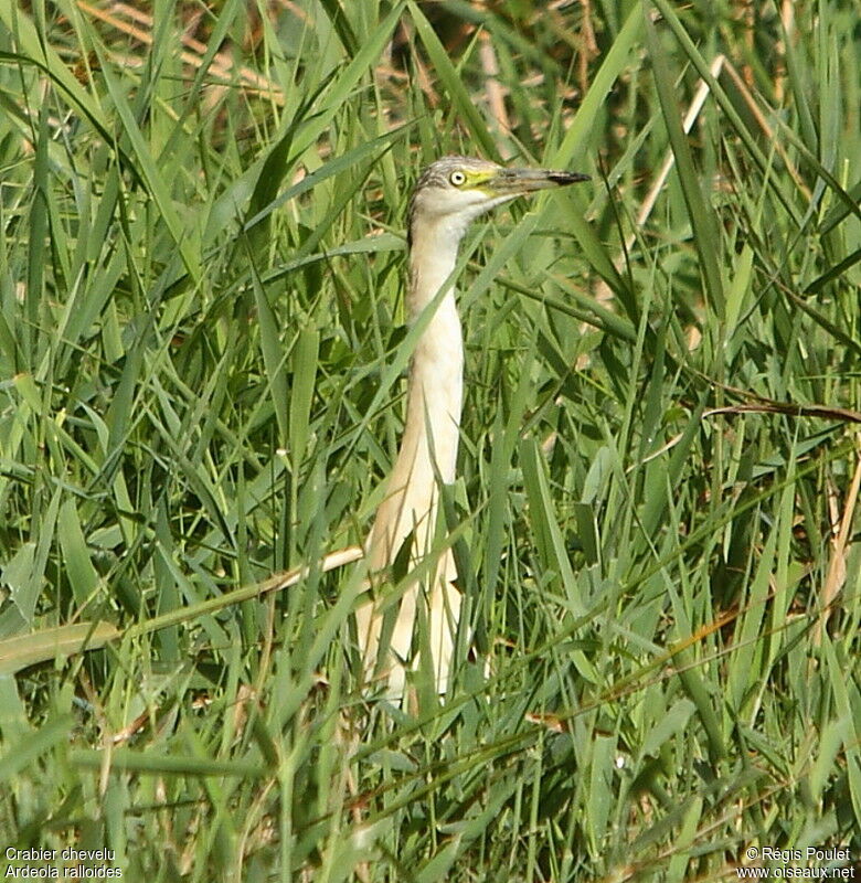 Crabier chevelu