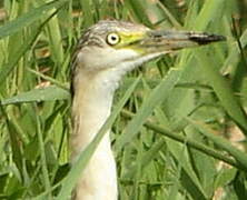 Squacco Heron