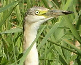 Crabier chevelu