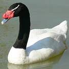 Cygne à cou noir
