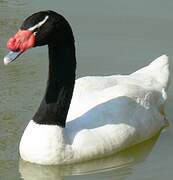 Black-necked Swan