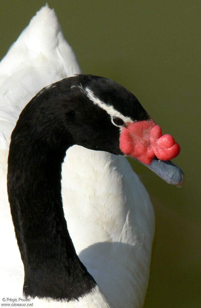 Black-necked SwanFourth year