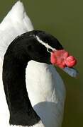 Black-necked Swan