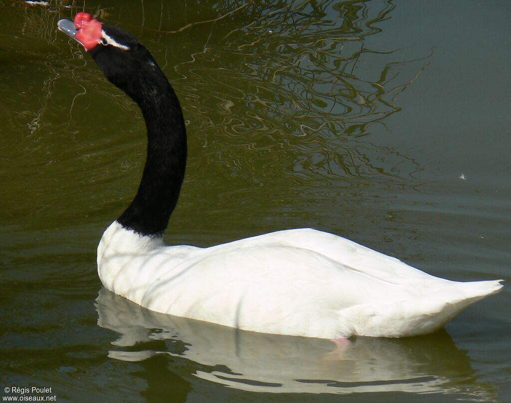 Black-necked SwanFourth year