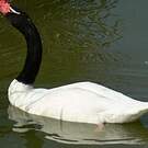 Cygne à cou noir