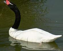 Cygne à cou noir