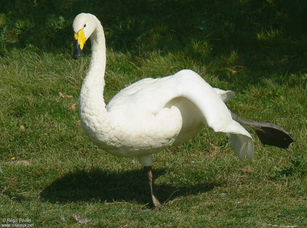 Whooper Swanadult