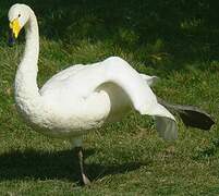 Whooper Swan