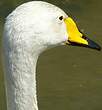 Cygne chanteur