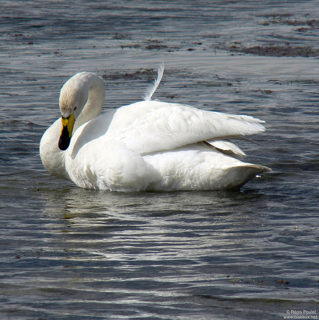 Cygne chanteuradulte