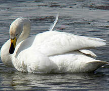 Whooper Swan