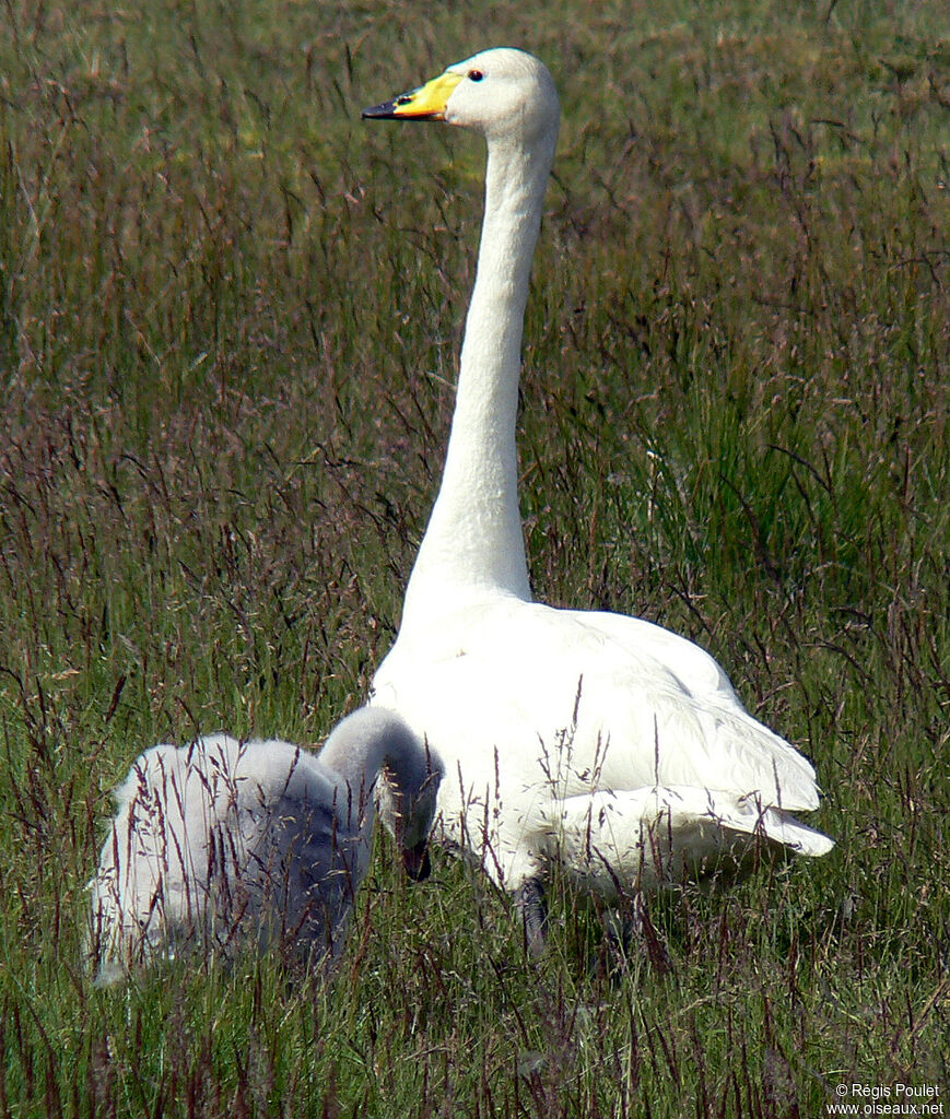 Cygne chanteuradulte