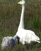 Whooper Swan