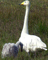 Cygne chanteur