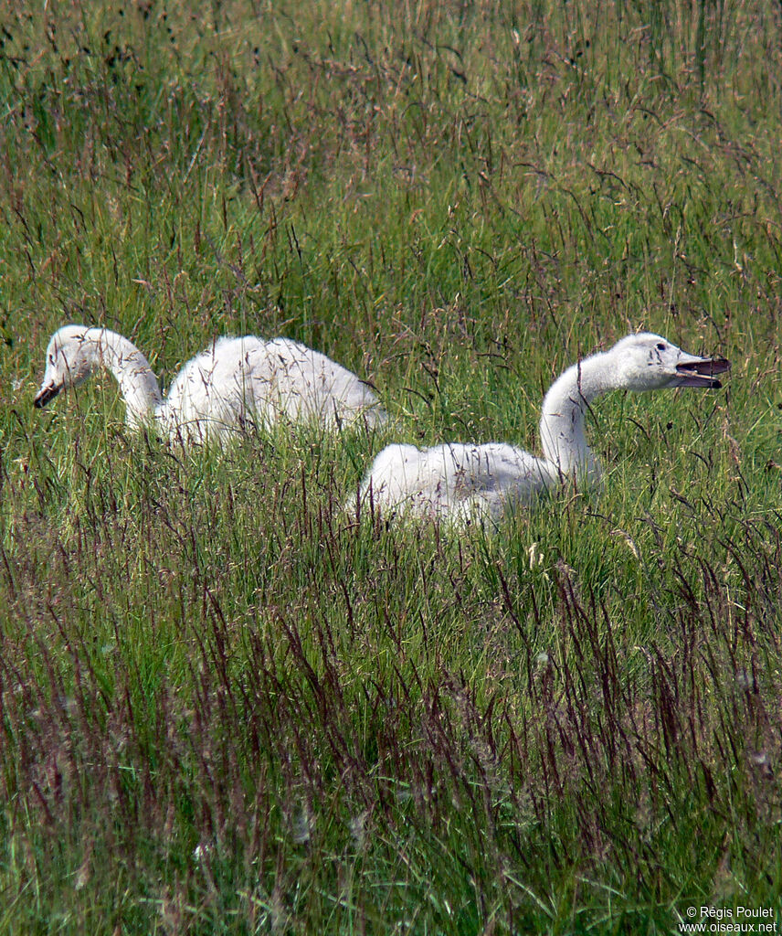 Cygne chanteurjuvénile