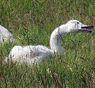 Whooper Swan