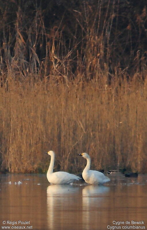 Tundra Swan 