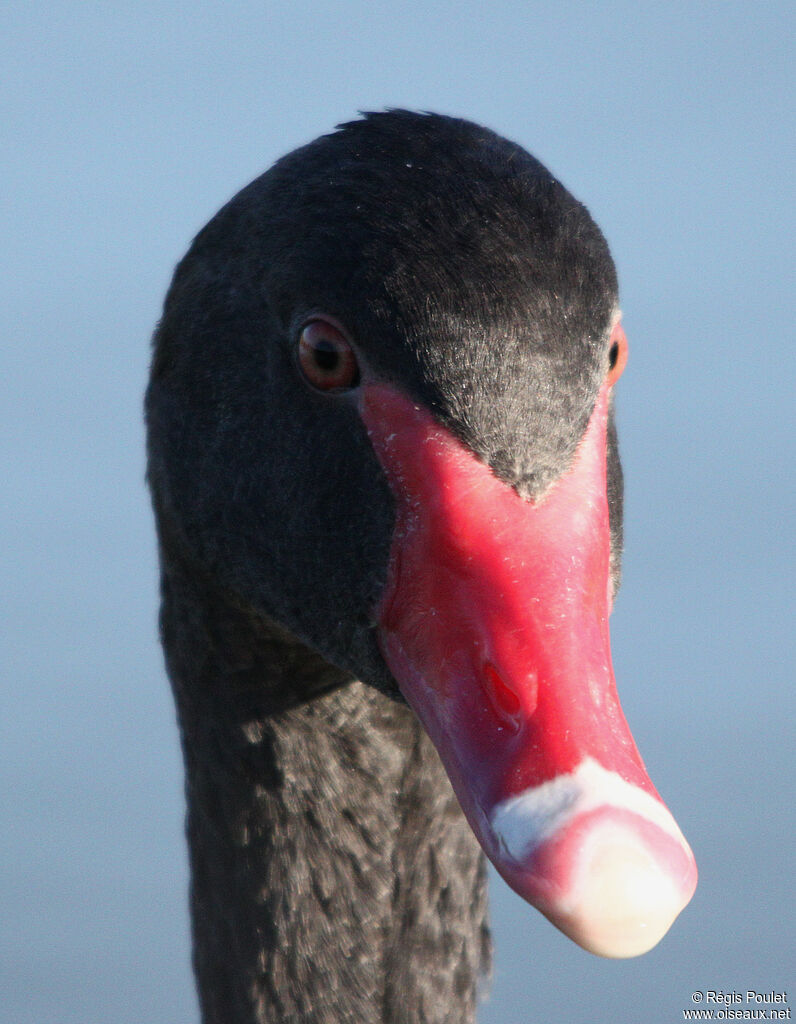 Black Swanadult