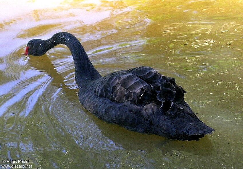 Black Swanadult