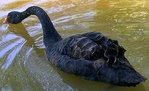 Black Swan