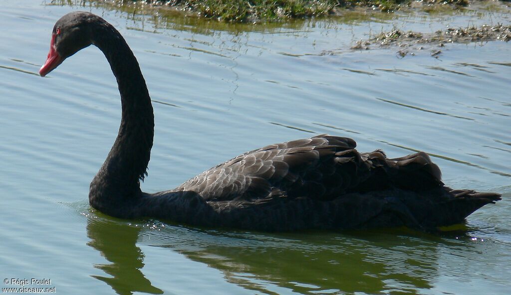 Cygne noiradulte